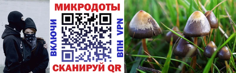Псилоцибиновые грибы Psilocybine cubensis  Купить закладки  Томилино 